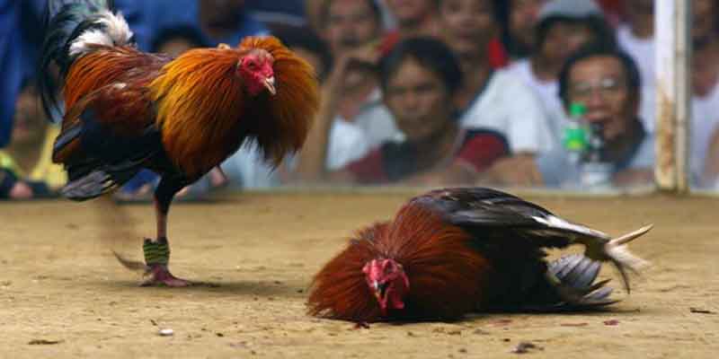 Cách nhổ lông đuôi gà chọi
