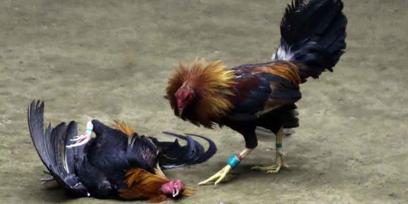 Đá gà cựa dao là dạng đá gà như thế nào