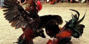đá gà cựa sắt