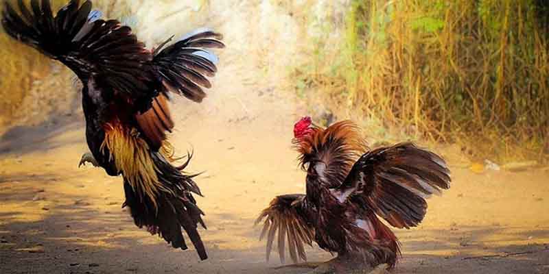 Kết thúc với những lông nhỏ hơn 