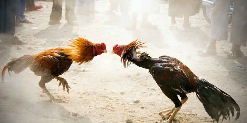 Lợi ích ưu việt của việc nhổ lông đuôi gà chọi