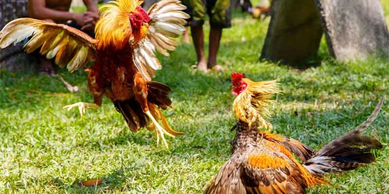 Nắm trọn bí quyết chơi đá gà hấp dẫn nhất