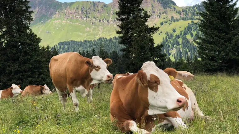 Braune und weiße Kühe grasen friedlich auf einer saftigen grünen Bergwiese in Bayern.