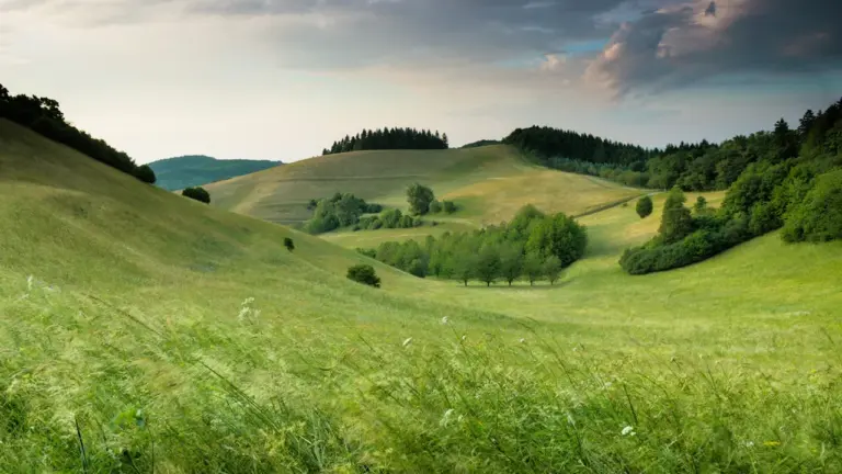 Sanfte grüne Hügel und ein Wald in einer deutschen Landschaft bei Tageslicht.