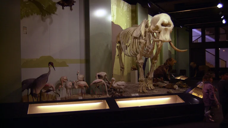 Naturmuseum Augsburg: Kurze Schließzeit Ende August geplant