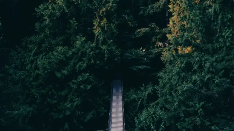 Luftaufnahme einer schmalen Hängebrücke, die tief in einem dichten Wald verläuft.