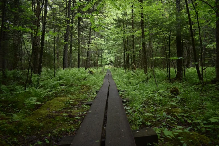 Wald-Rettung in Regensburg: Kostenloses Escape-Spiel für Kinder