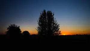 Ein Baum in der Silhouette vor einem stimmungsvollen Sonnenuntergang an einem Freitagabend.