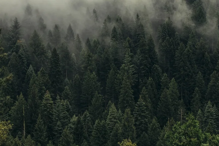 Im Wald den Weg suchen: Was ein Traum über Orientierung verrät