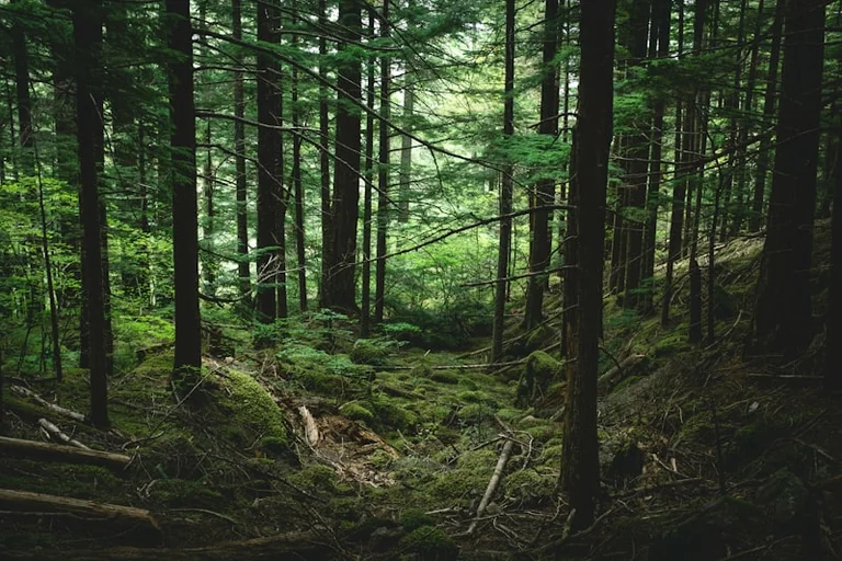 Im Wald den Weg suchen: Was ein Traum über Orientierung verrät