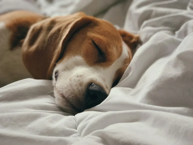 Tiere im Traum: Was Hund, Katze und Vogel bedeuten können