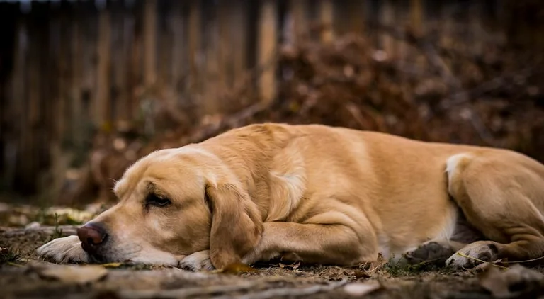Tiere im Traum: Was Hund, Katze und Vogel bedeuten können
